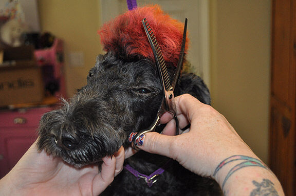 mohawk 2.jpg